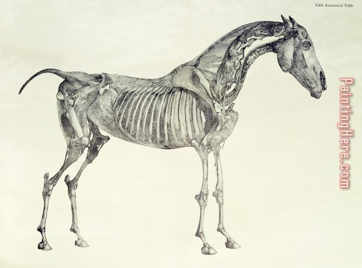 George Stubbs The Anatomy of the Horse